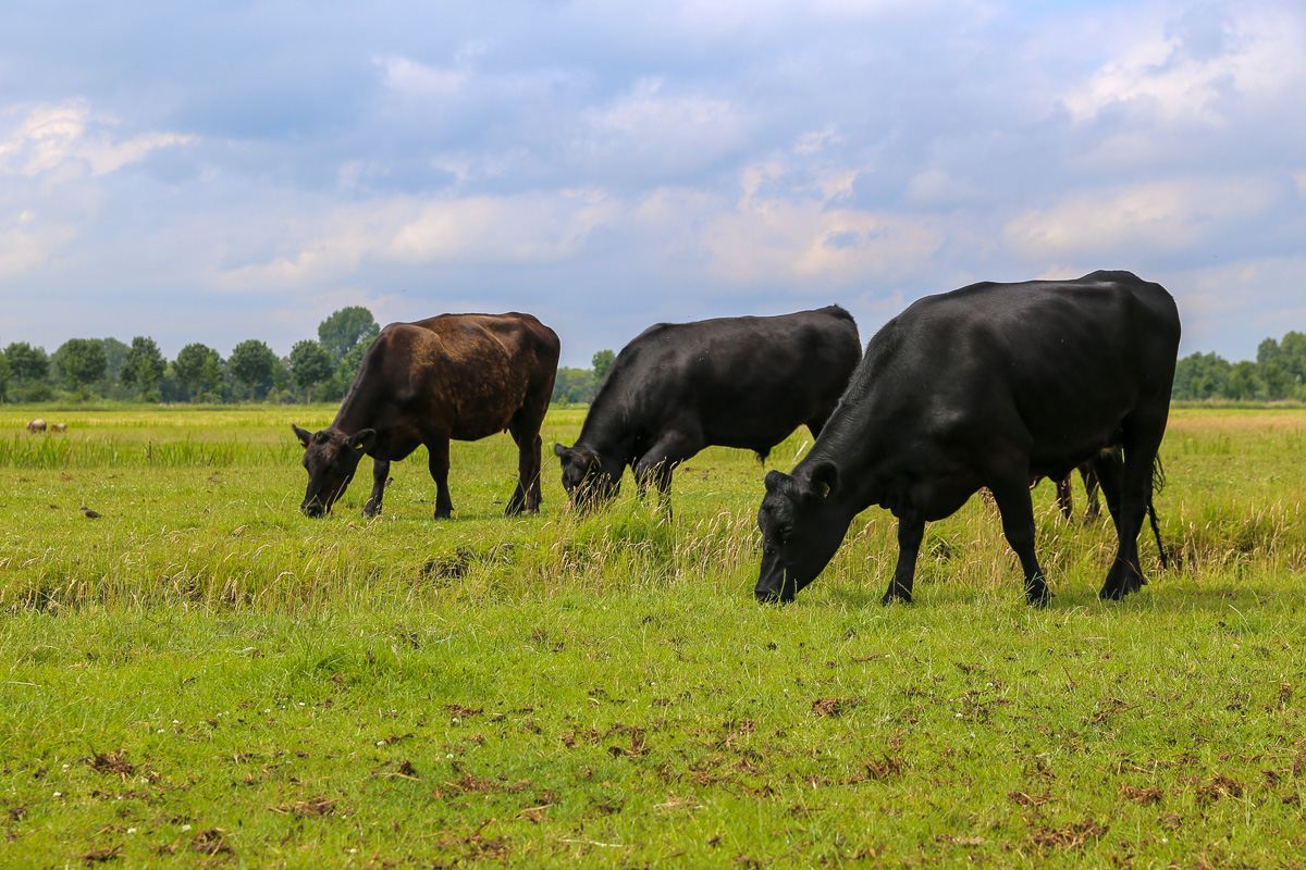 Black Angus Informatie Over Het Vleesras Grutto