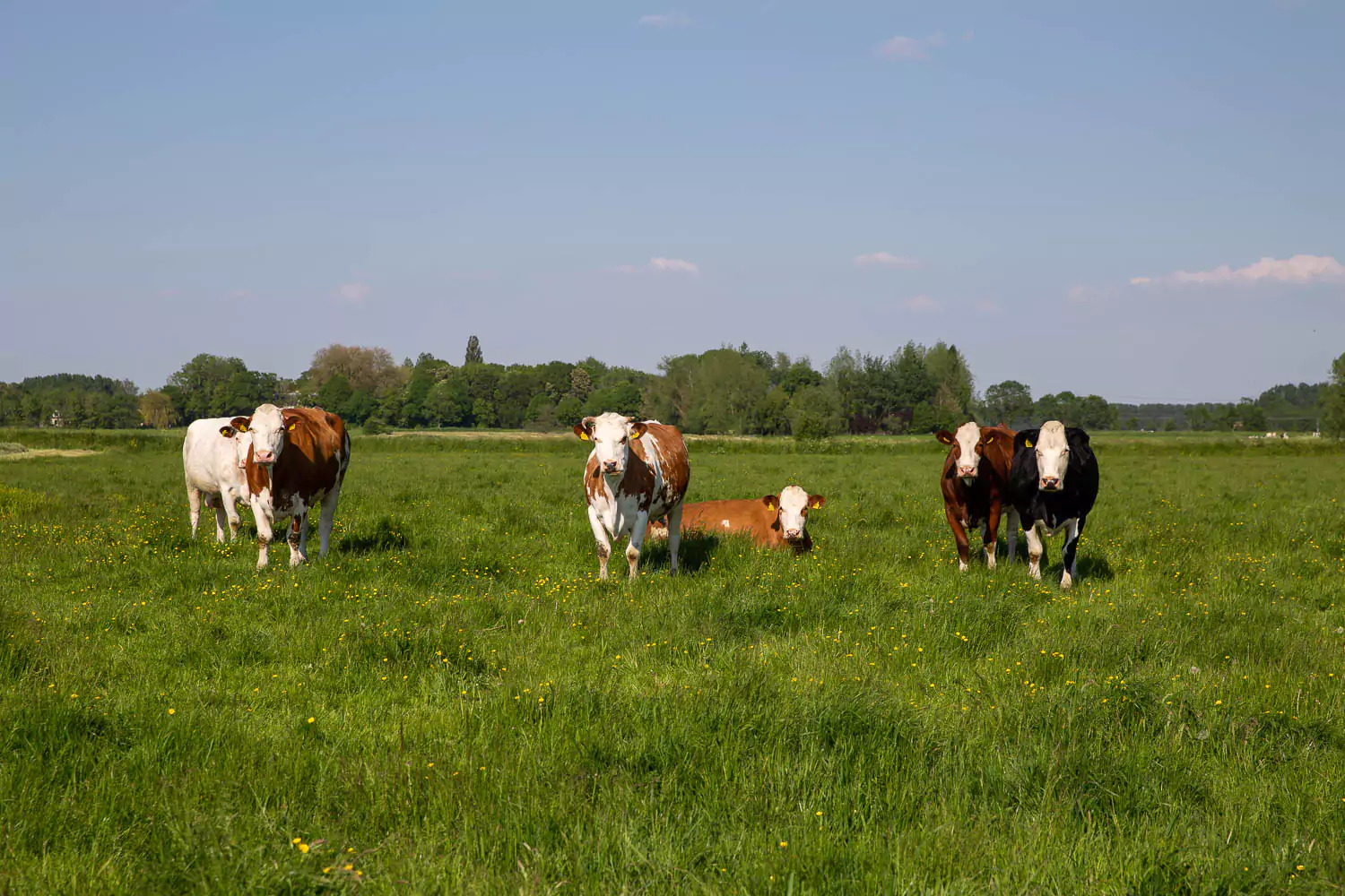 appel Intact Vervolg Koop een koe | Koopeenkoe.nl is nu Grutto.com | Grutto