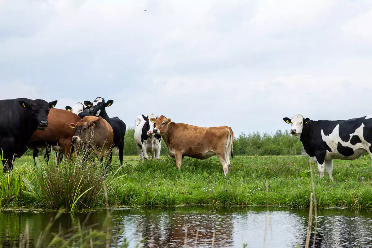 Biologisch Vlees Bestellen | Direct Van De Boer | Grutto